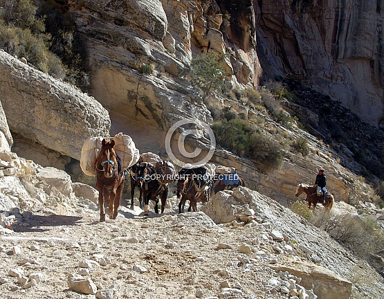 Havasupai Packhorse Train