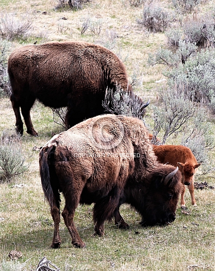 Bison Browse on the Lamar