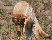 Coyote Pounce
