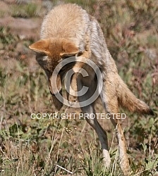 Coyote Pounce