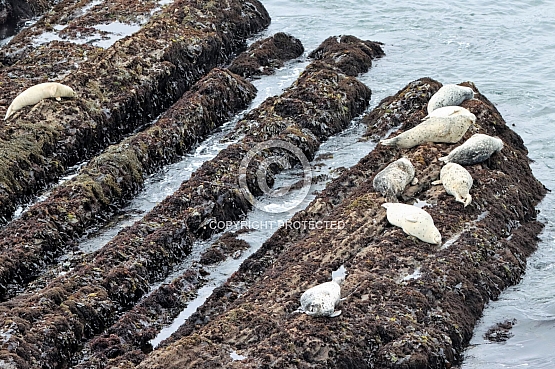Seals at Cape Arena