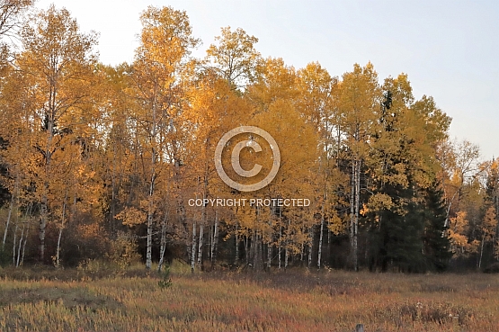 Aspen Trees on the North Fork