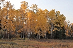 Aspen Trees on the North Fork
