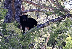 Bear Cub in a Tree