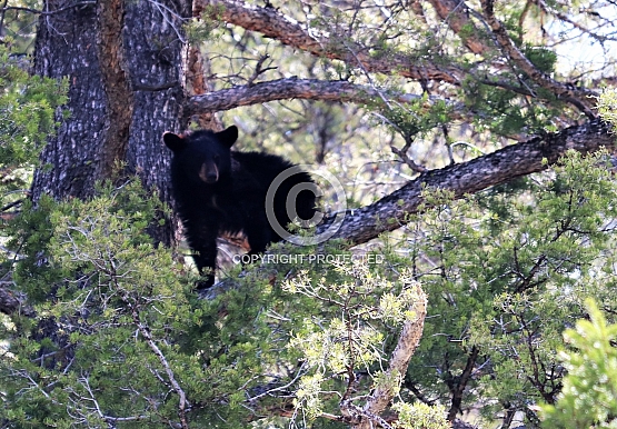 Bear Cub in a Tree