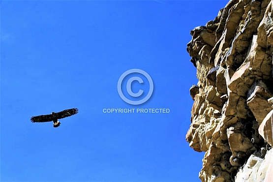 Winged Sentry