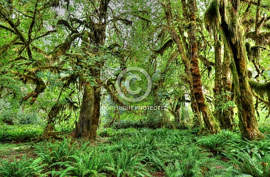 Primeval Grove