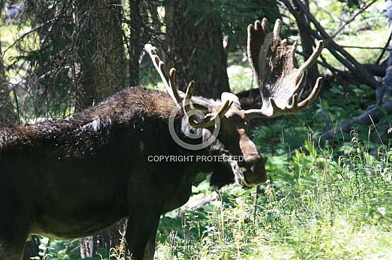 Mature Bull Moose