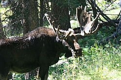 Mature Bull Moose