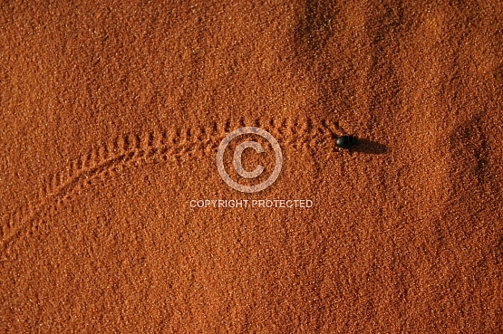Beetle Tracks