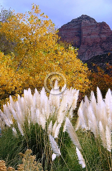 Zion Pampa