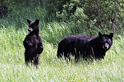 Bears in the Blacktail Meadows
