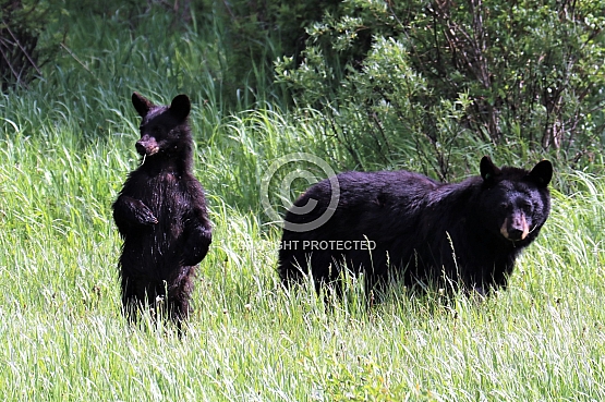 Bears in the Blacktail Meadows