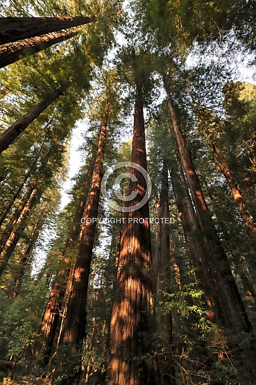 Tall Trees