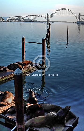 Sea Lions in Newport Bay