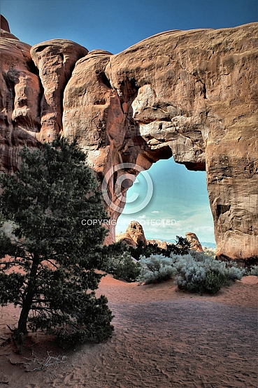 Juniper Pine Arch Solitude