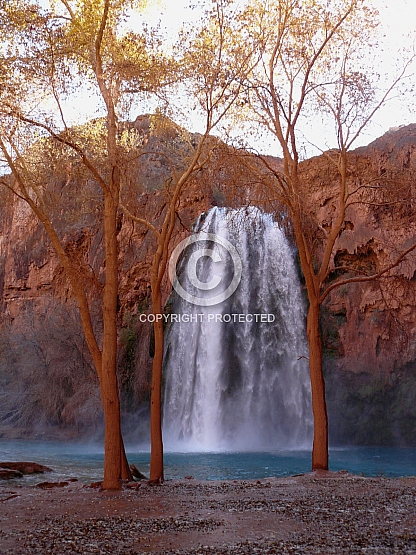 Havasu between the Trees