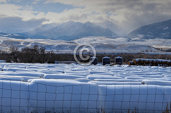 Snow Covered Bales