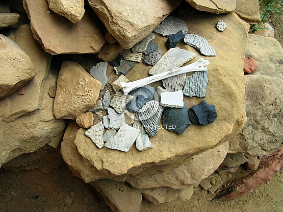 Pottery shards and bones at Lion House