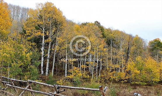 Buck and Rail in the Wasatch