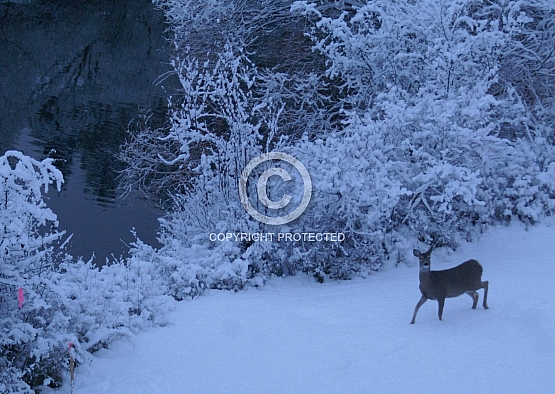 Doe Surprise on Whitefish River