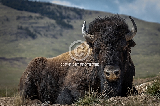 Photography from Northwest Montana by Tremayne Krause