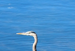 Egret at Depot Bay