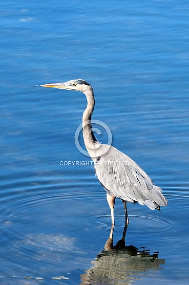 Egret at Depot Bay