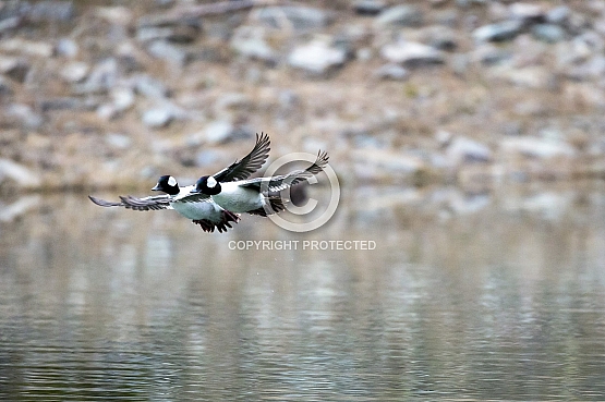 Photography from Northwest Montana by Tremayne Krause