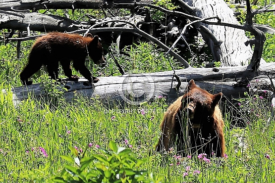 Grizzly Sow and Cub on Oxbow Creek
