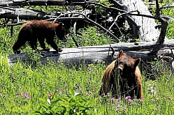 Grizzly Sow and Cub on Oxbow Creek