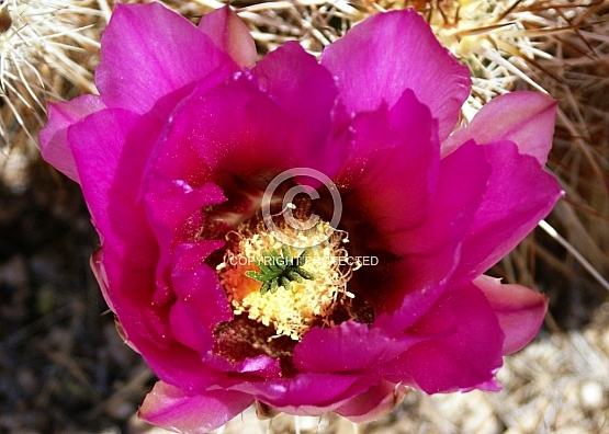 Pink Cactus Bloom
