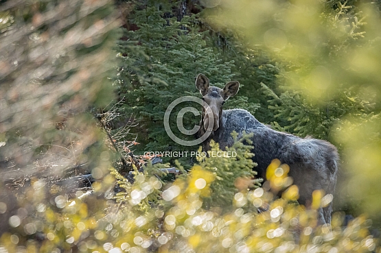 Photography from Northwest Montana by Tremayne Krause