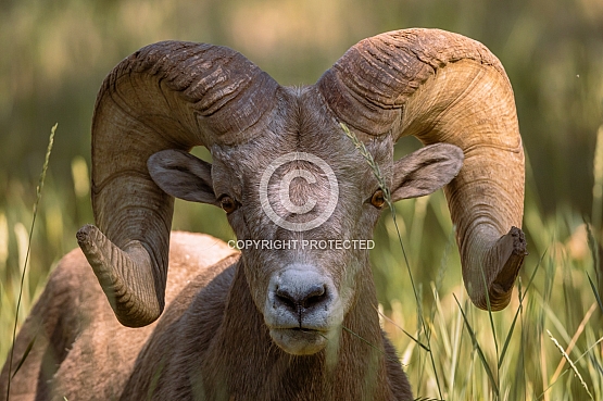 Photography from Northwest Montana by Tremayne Krause