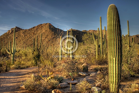 Saguaro Cactus at Signal Hill