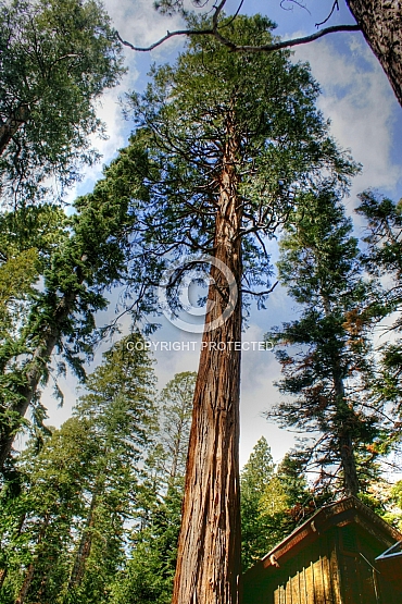 Jeffrey Pine