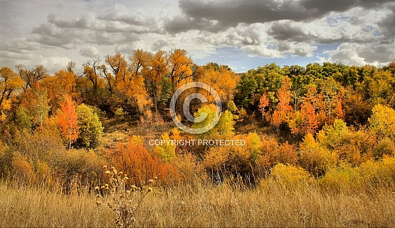 Cottonwood Grove in Emigration Trail