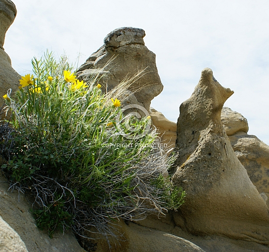 Howling on the Hillside