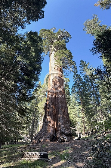 General Grant Tree