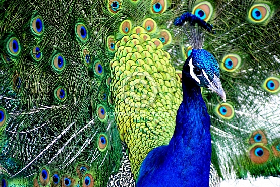 Peacock Fancy