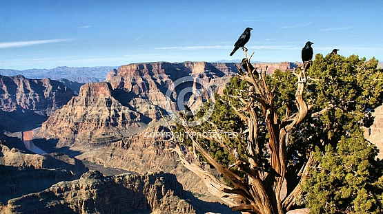 Ravens above the rim