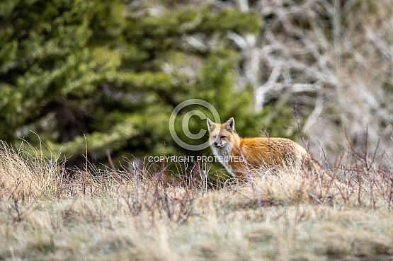 Photography from Northwest Montana by Tremayne Krause