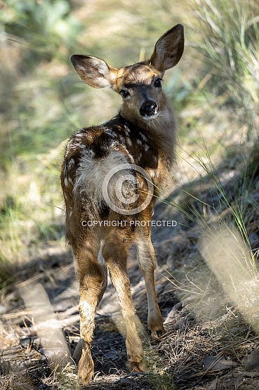 Photography from Northwest Montana by Tremayne Krause