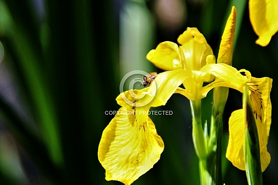 Yellow Flag Iris