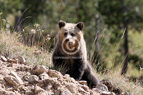 Dining Grizzly Cub