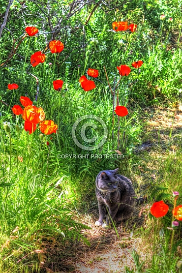 Poppy Cat