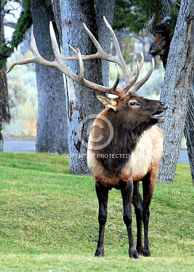 Bugling Elk at Mammoth Hot Springs