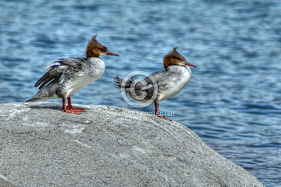 Common Merganser