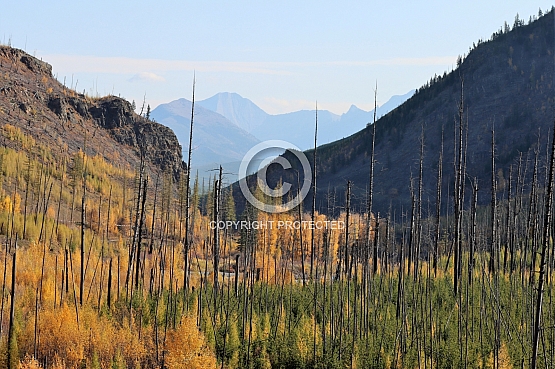 Glacier View Snags