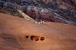 Sheep on Rock Creek Cliffs